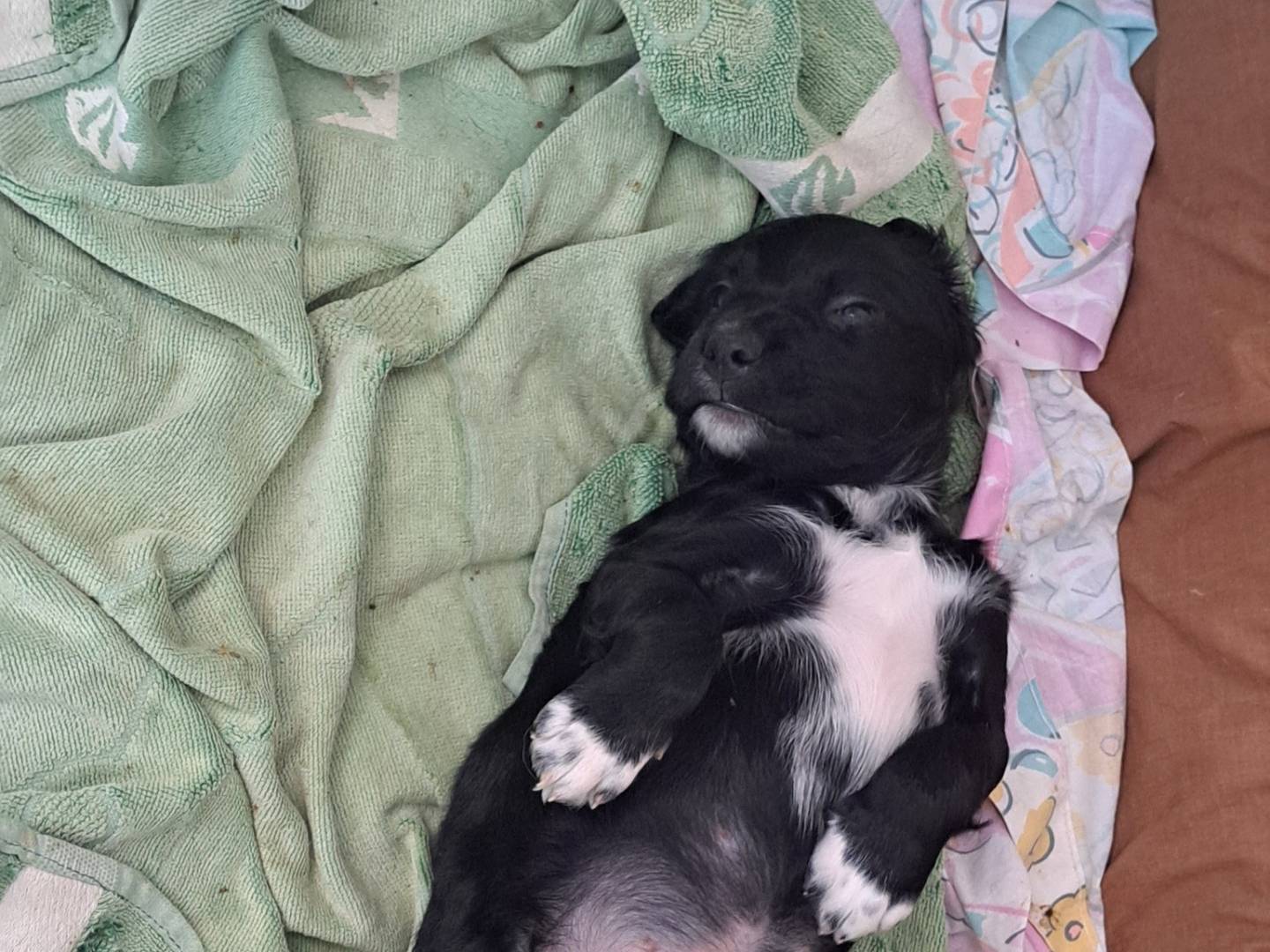 Adotta un cane, maschio, 3 mesi, Caserta