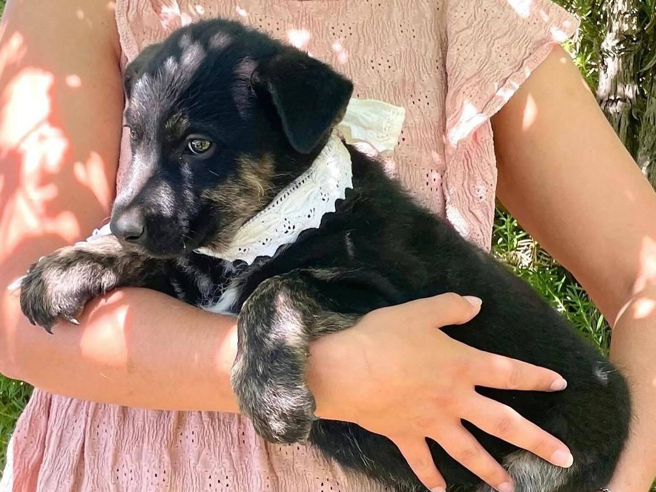 Vuoi adottare un cane a Latina?