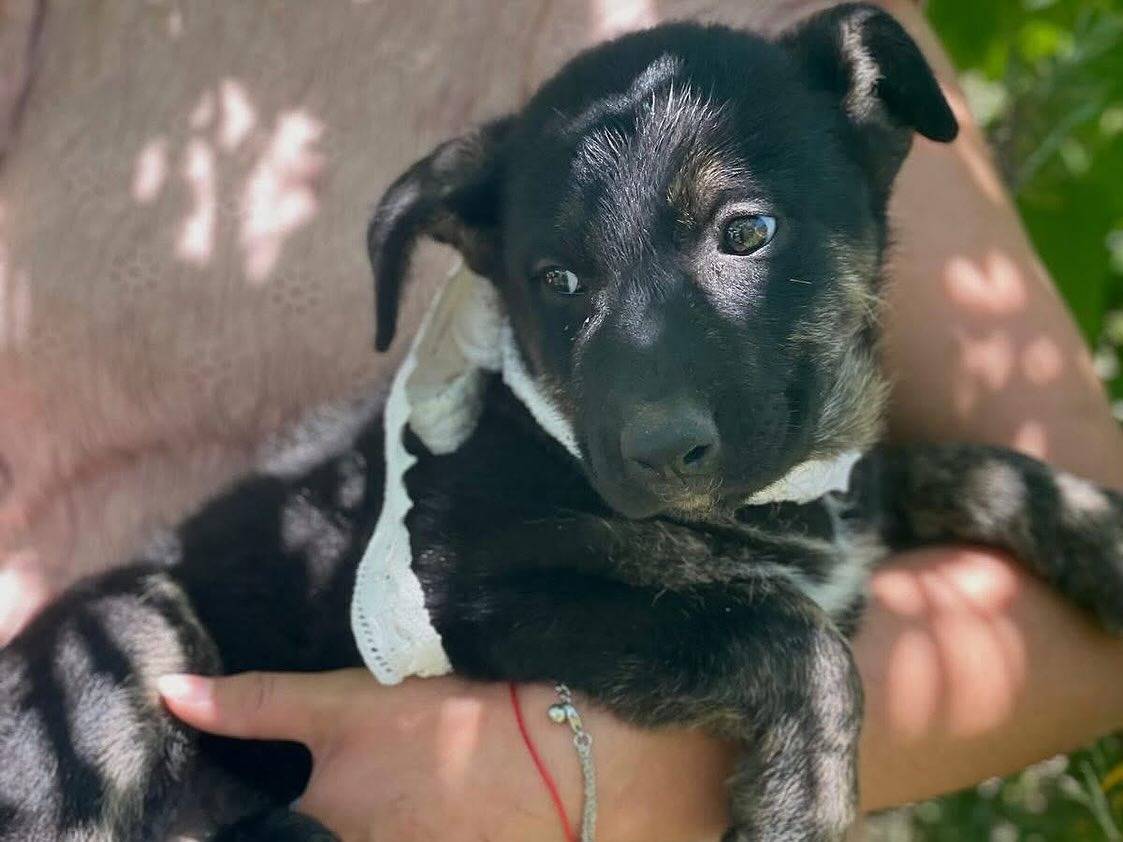 Adotta il cane Marlene a Latina