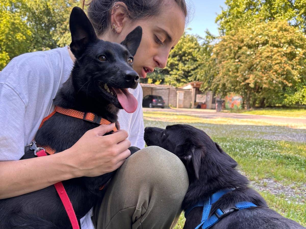 Adotta un cane, taglia piccola, femmina, Cremona
