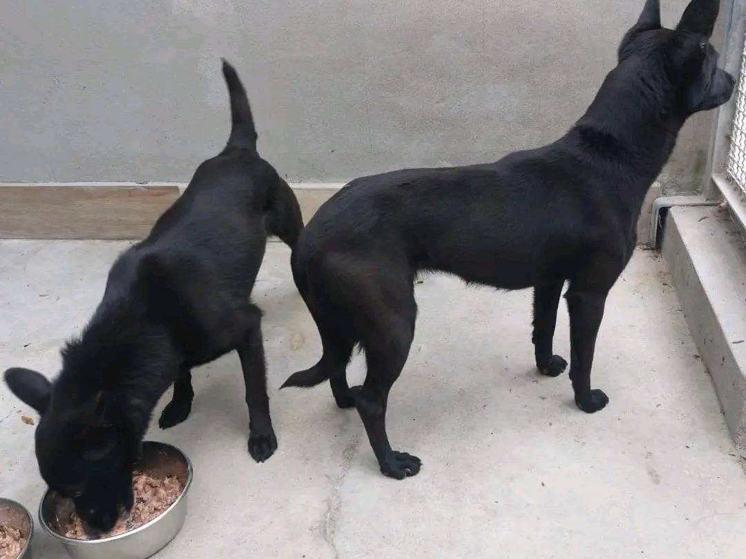 Adotta il cane PIMPA a Cremona