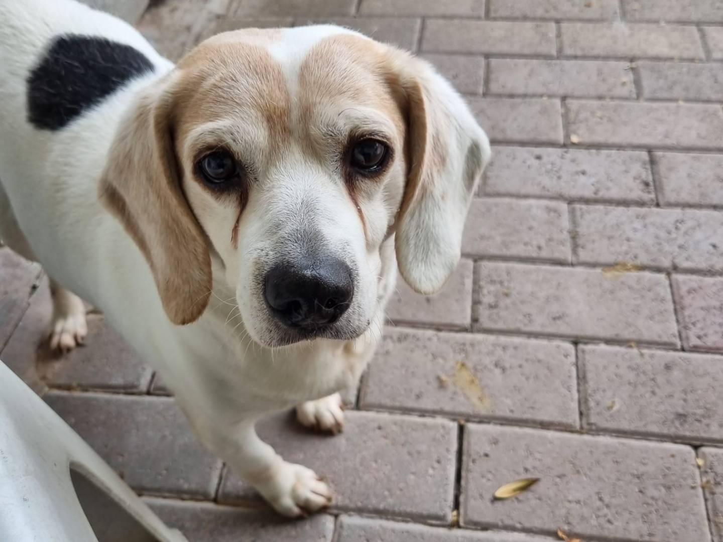 Adotta un cane, maschio, 12 anni  e 6 mesi , Milano