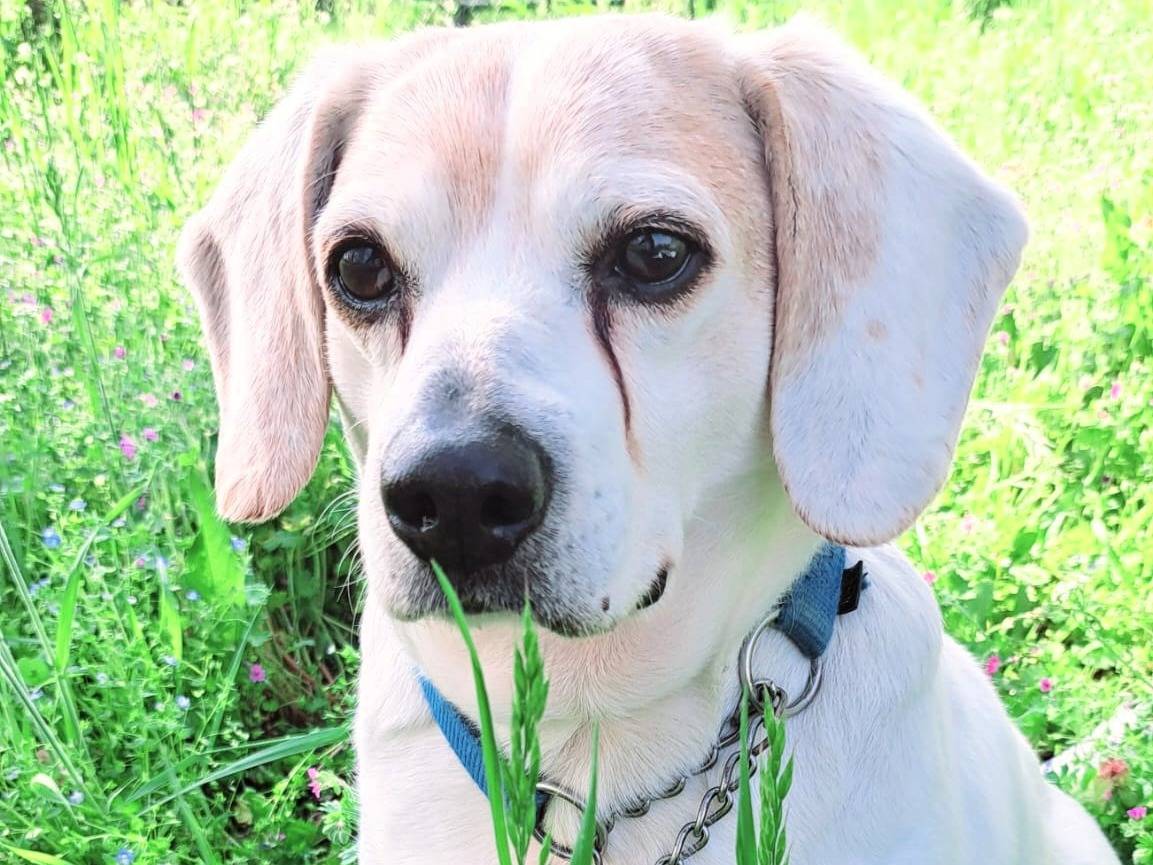 Adotta un cane, taglia media contenuta, maschio, Milano