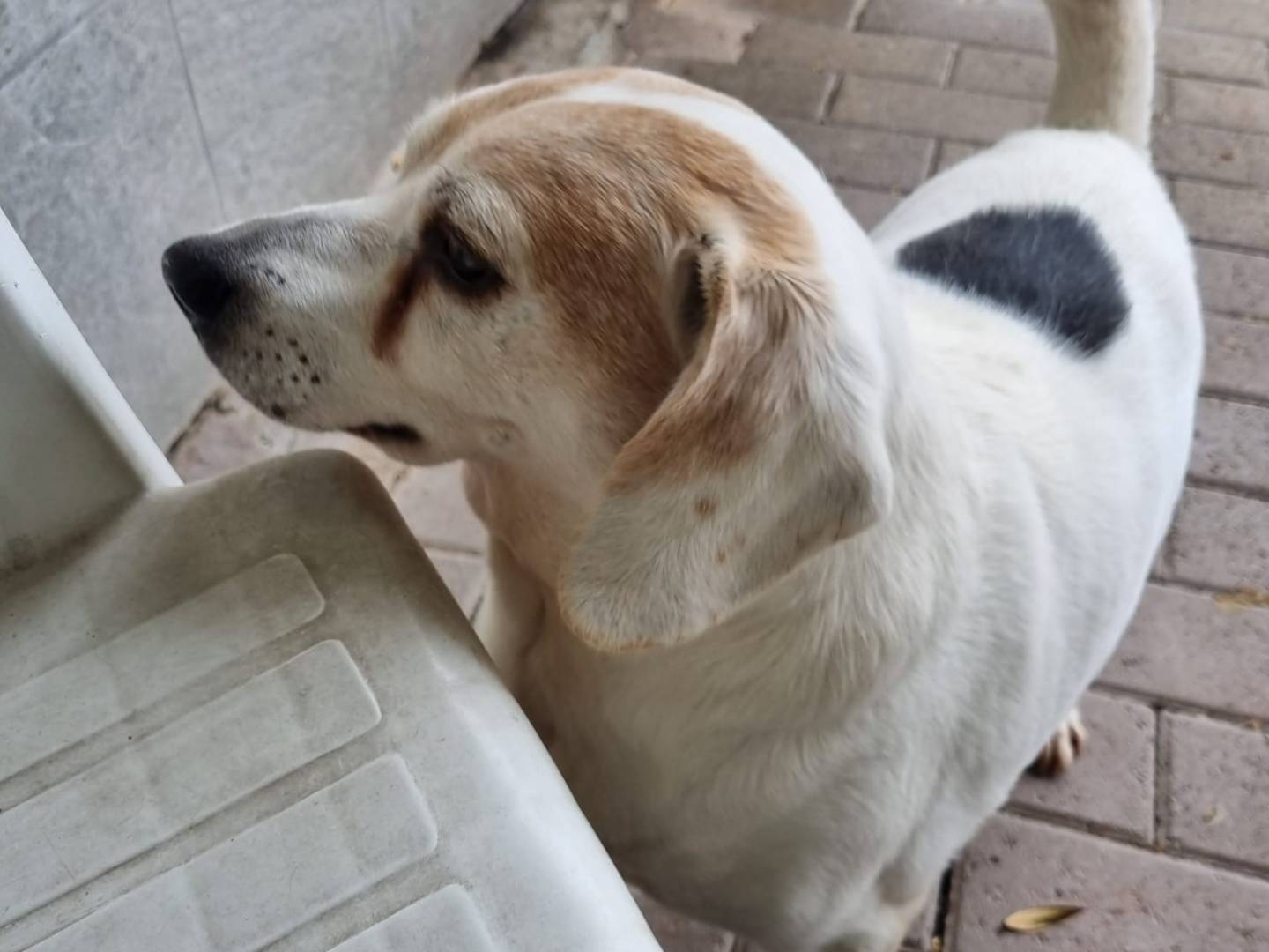 Vuoi adottare un cane a Milano?