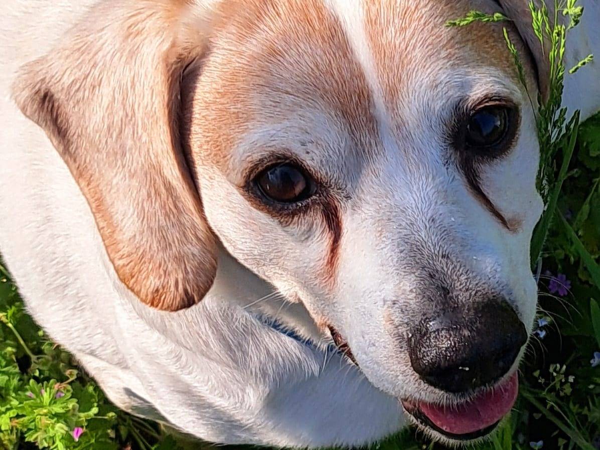Adotta il cane Baloo a Milano