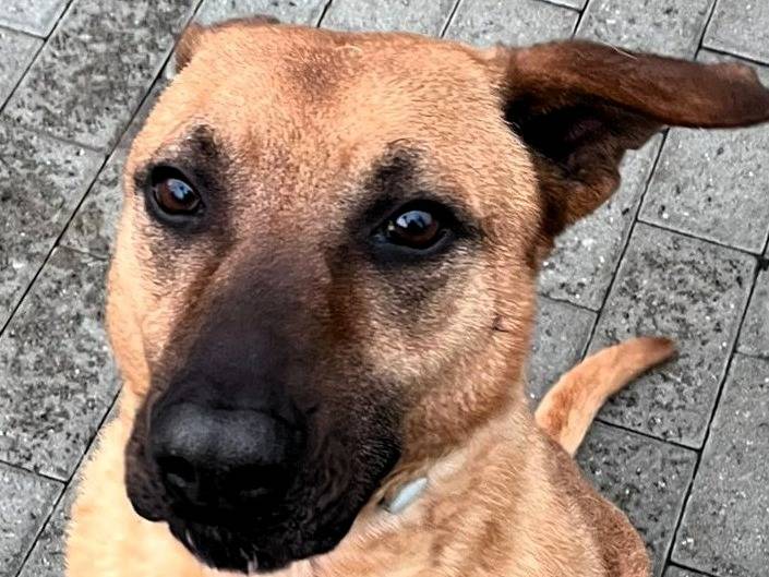 Adotta un cane, taglia media, maschio, Milano