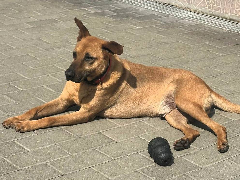 Adotta il cane Argo a Milano