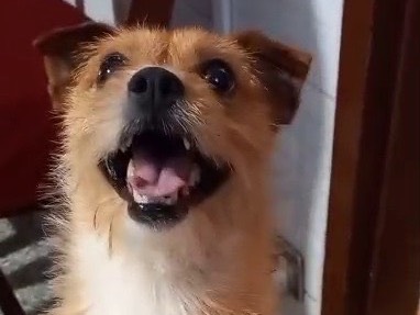 Adotta un cane, taglia piccola, maschio, Siracusa