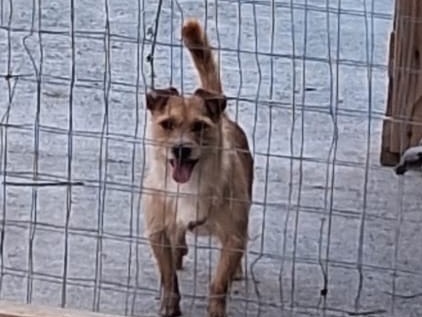 Vuoi adottare un cane a Siracusa?