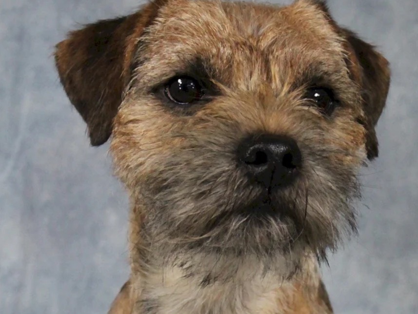 Adotta il cane Lillo a Siracusa