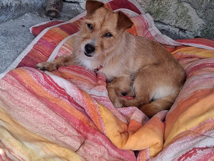 Adotta un cane, maschio, 1 anno e 1 mese, Siracusa
