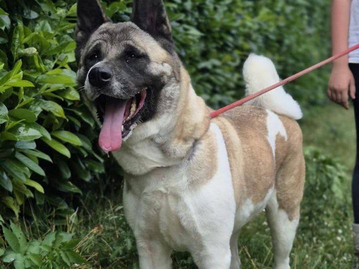 Adotta un cane, femmina, 2 anni  e 11 mesi , Alessandria