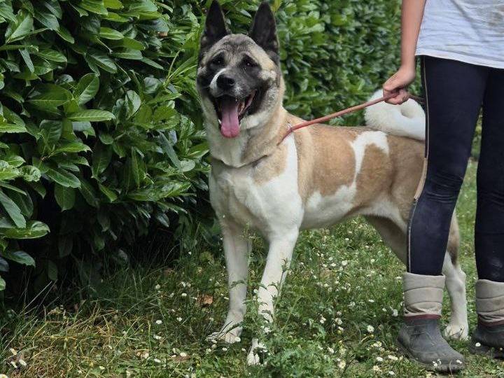 Adotta il cane Arika a Alessandria