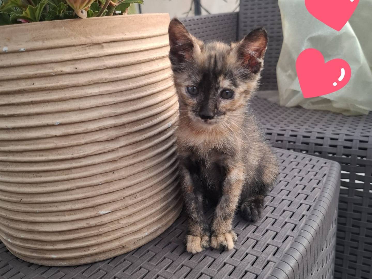 Adotta un gatto, femmina, 2 mesi, Latina