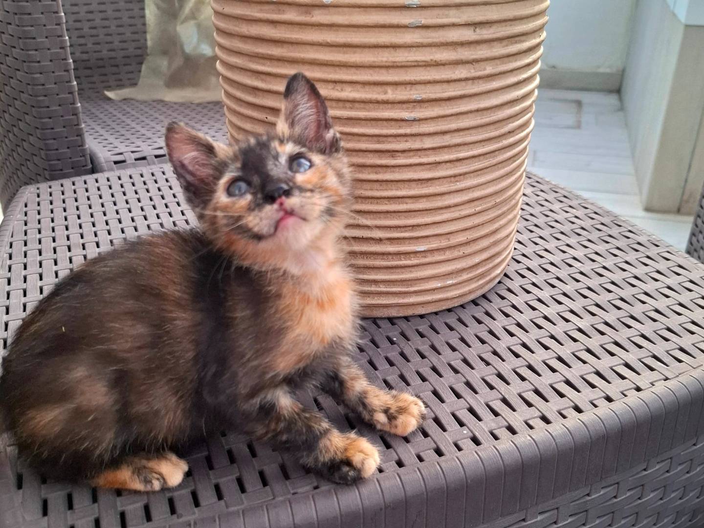 Adotta il gatto Mina a Latina