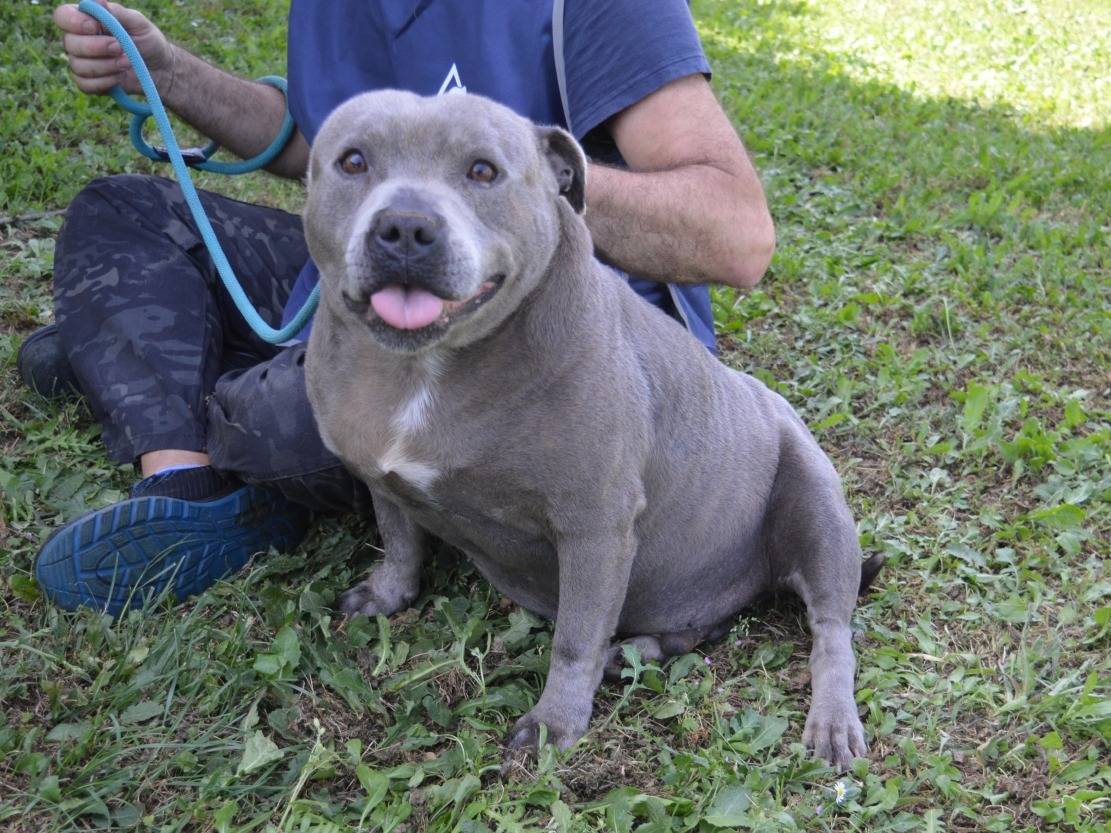 Vuoi adottare un cane a Roma?