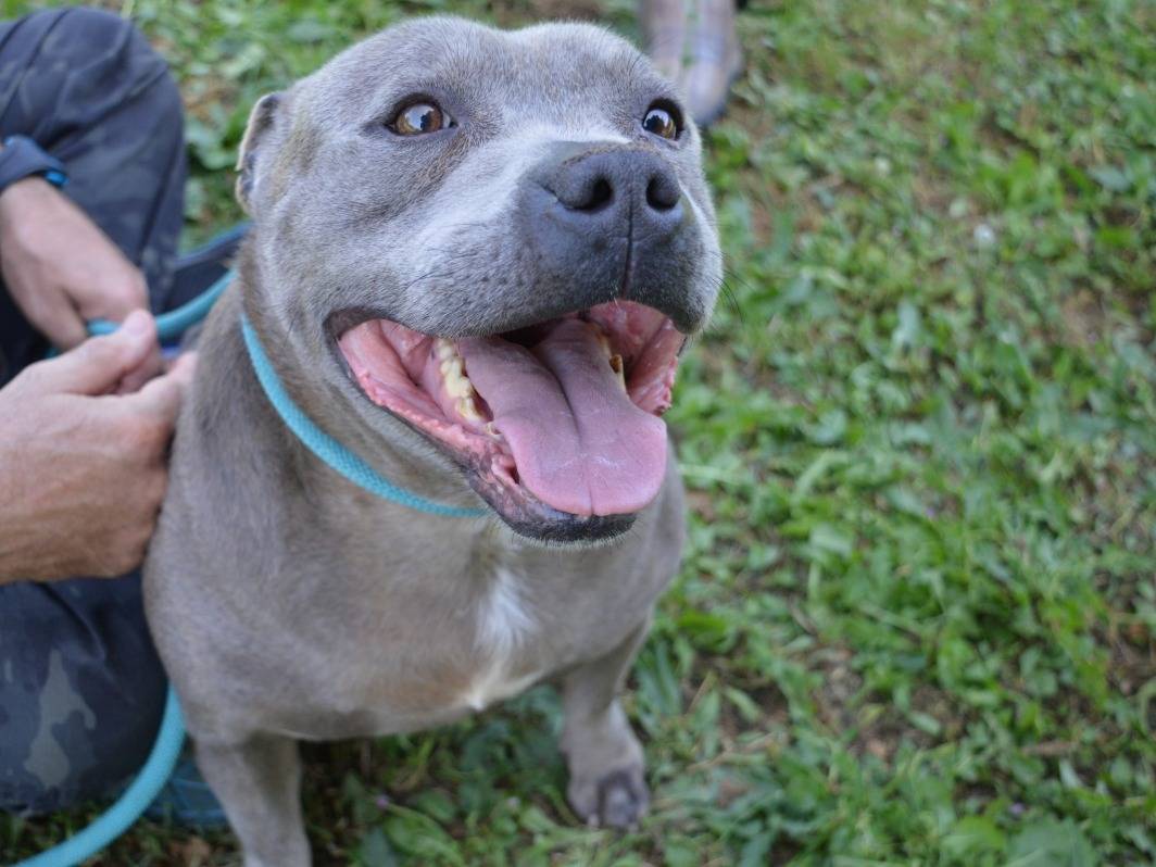 Adotta il cane Bombolotto a Roma