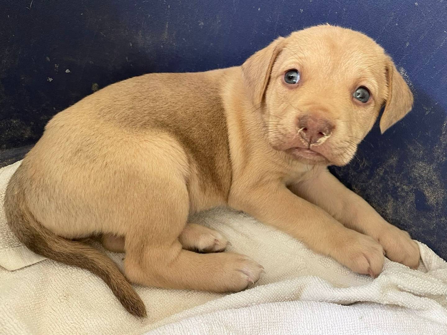 Adotta un cane, femmina, 2 mesi, Frosinone