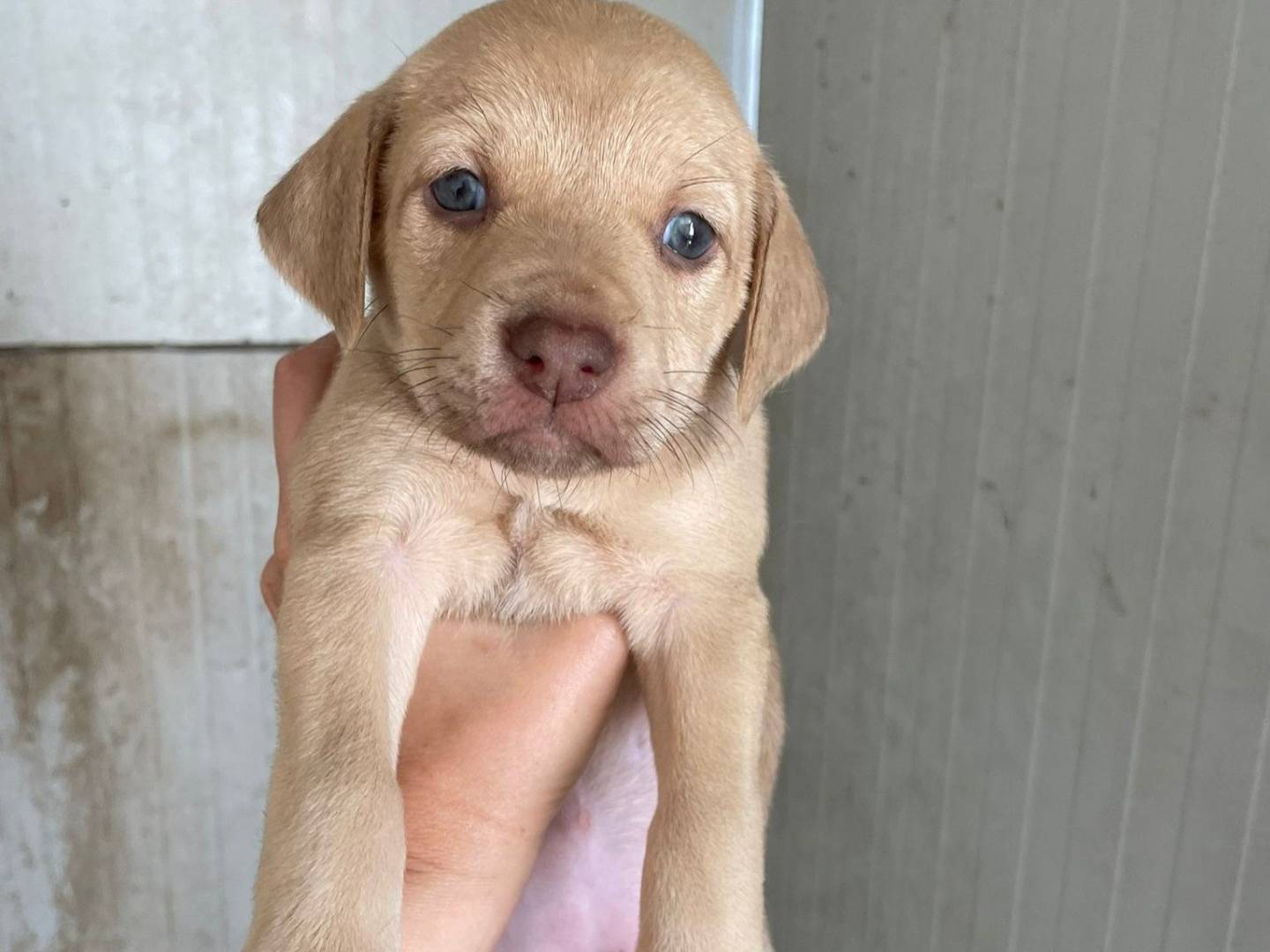 Vuoi adottare un cane a Frosinone?