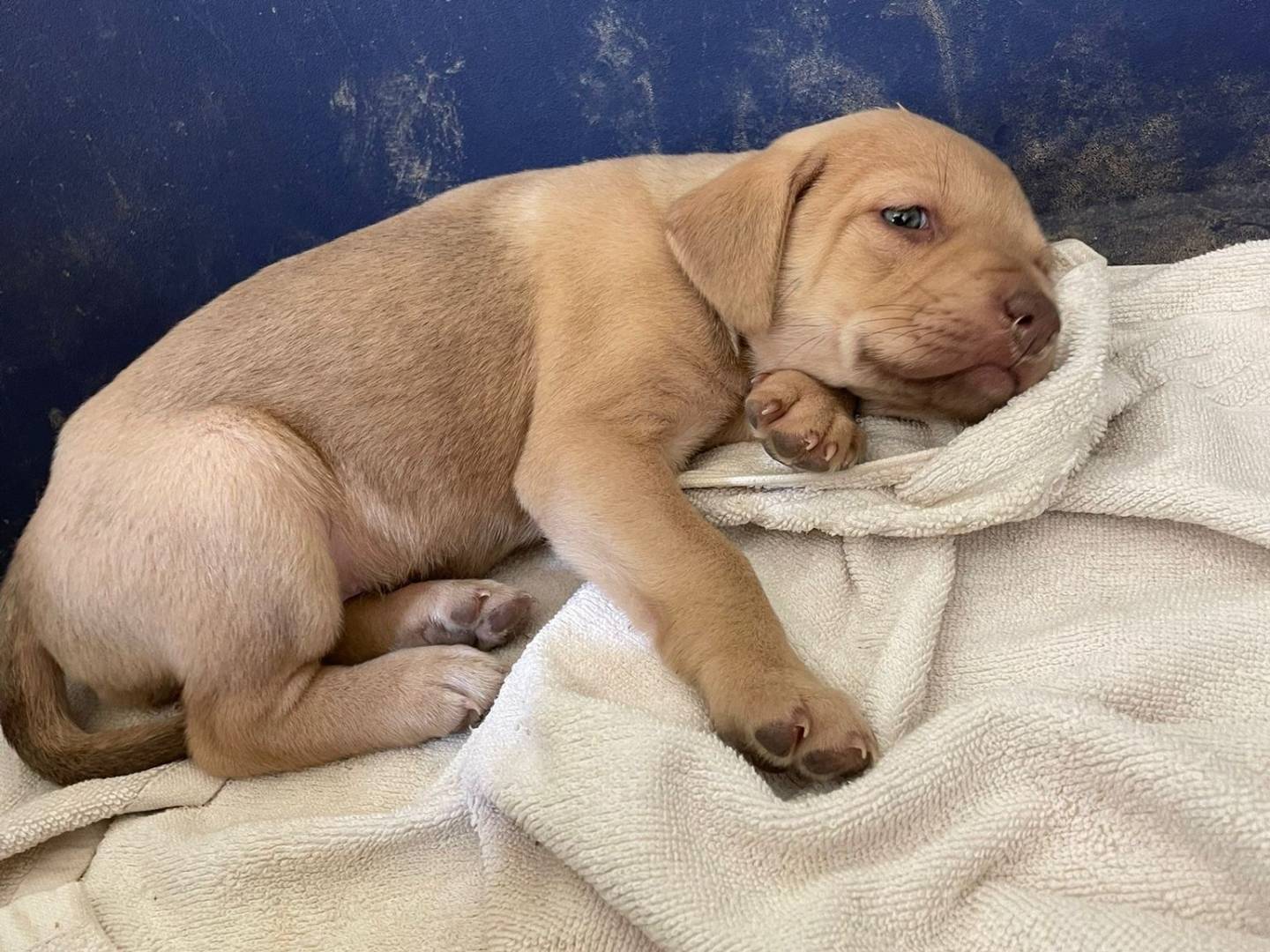 Adotta il cane GEORGIA a Frosinone