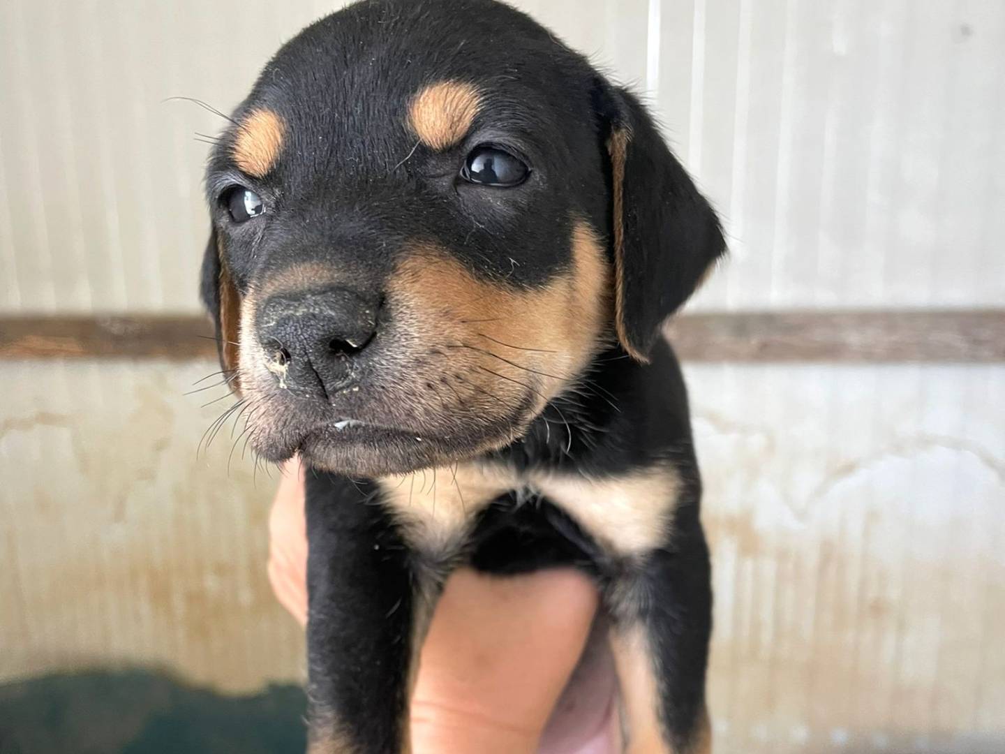 Adotta un cane, femmina, 2 mesi, Frosinone