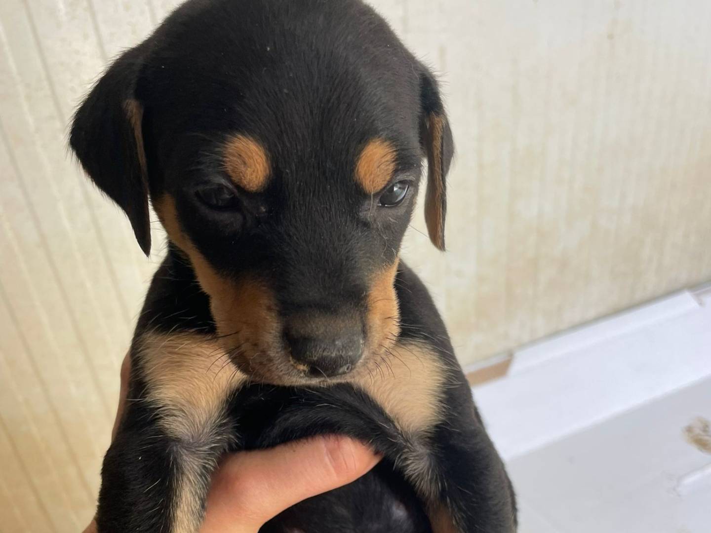 Adotta il cane LOUSIANA a Frosinone