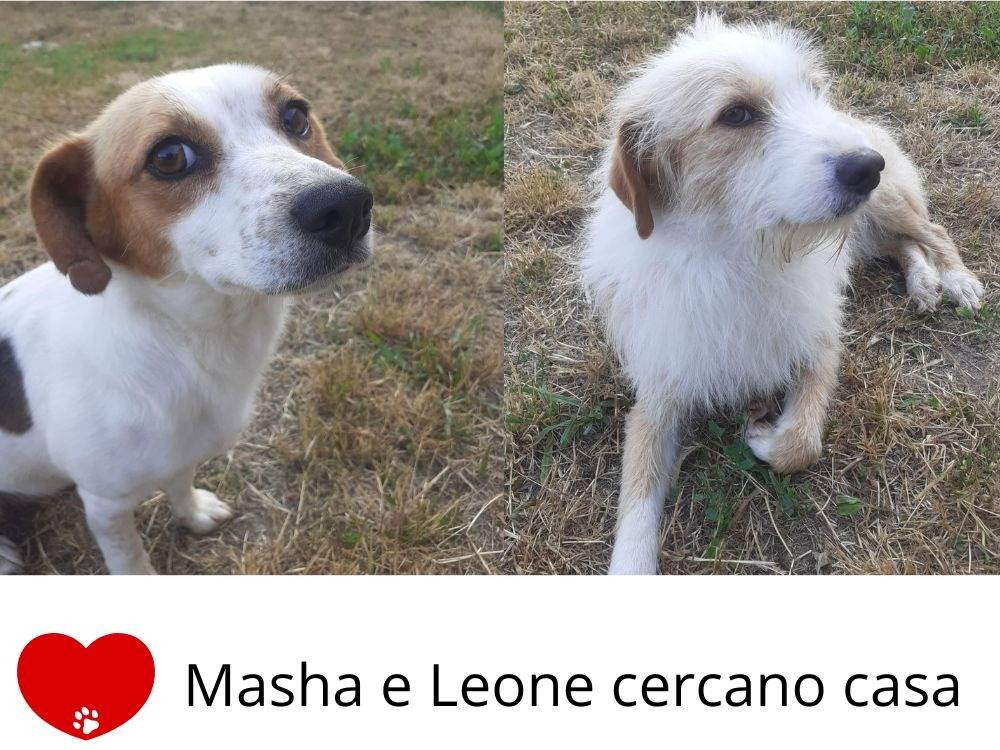 Foto 1 dell'animale
