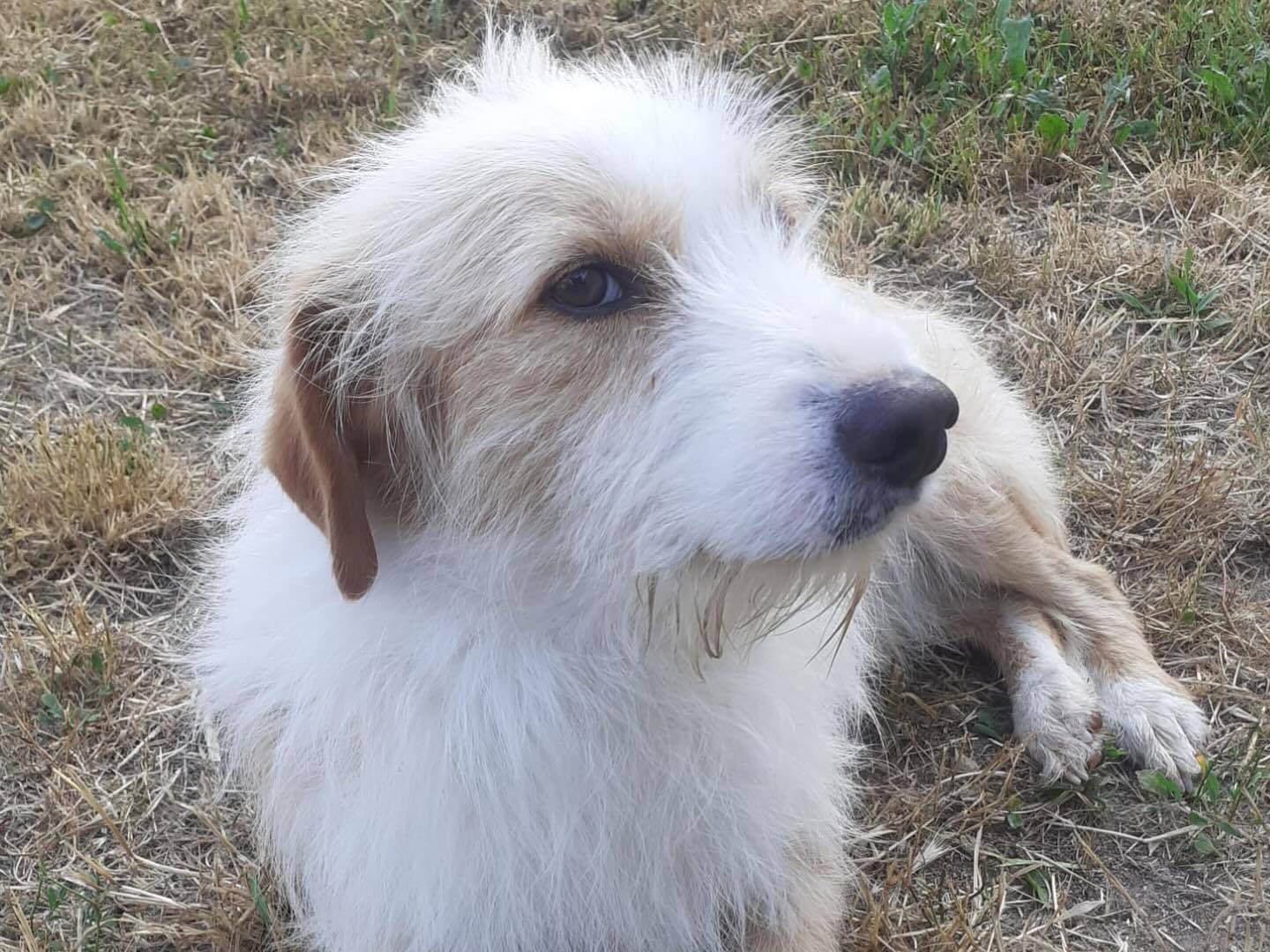 Adotta un cane, maschio, 2 anni  e 4 mesi , Latina