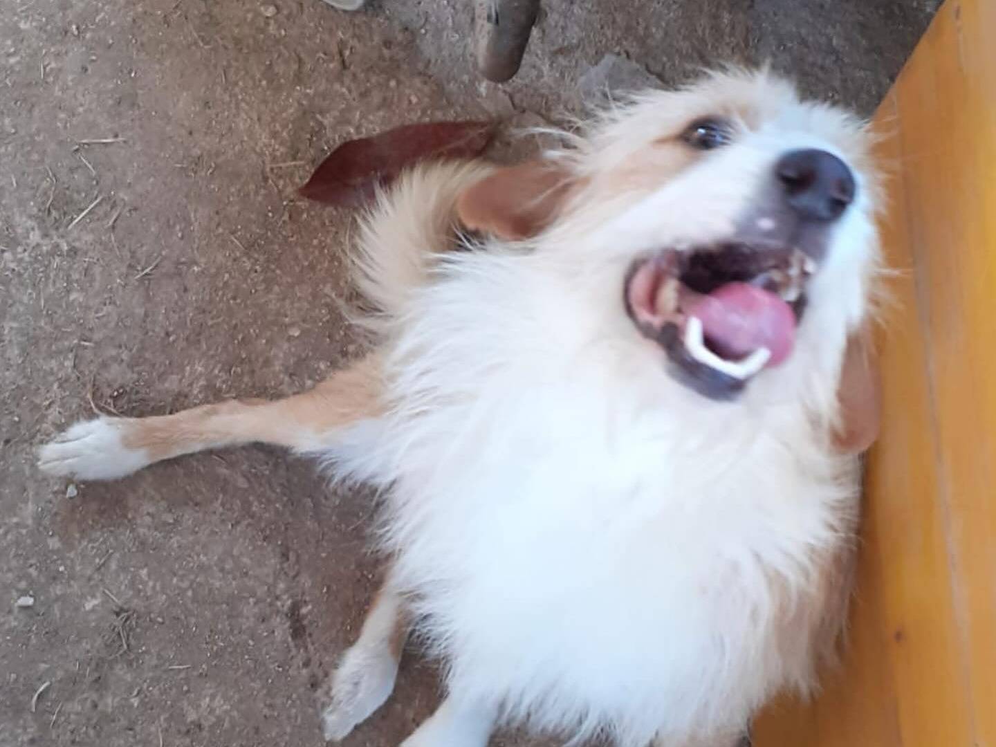 Adotta un cane, taglia media contenuta, maschio, Latina