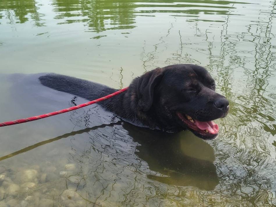 Adozione cane, maschio, Labrador Retriever Razza sconosciuta, 1 anno e 3 mesi, taglia grande, Milano