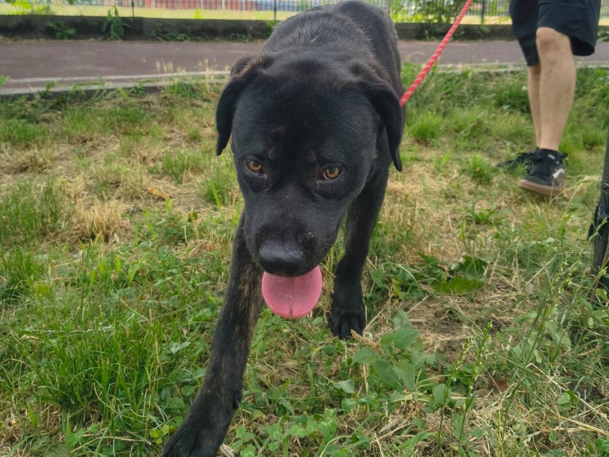 Adotta un cane, maschio, 1 anno e 3 mesi, Milano