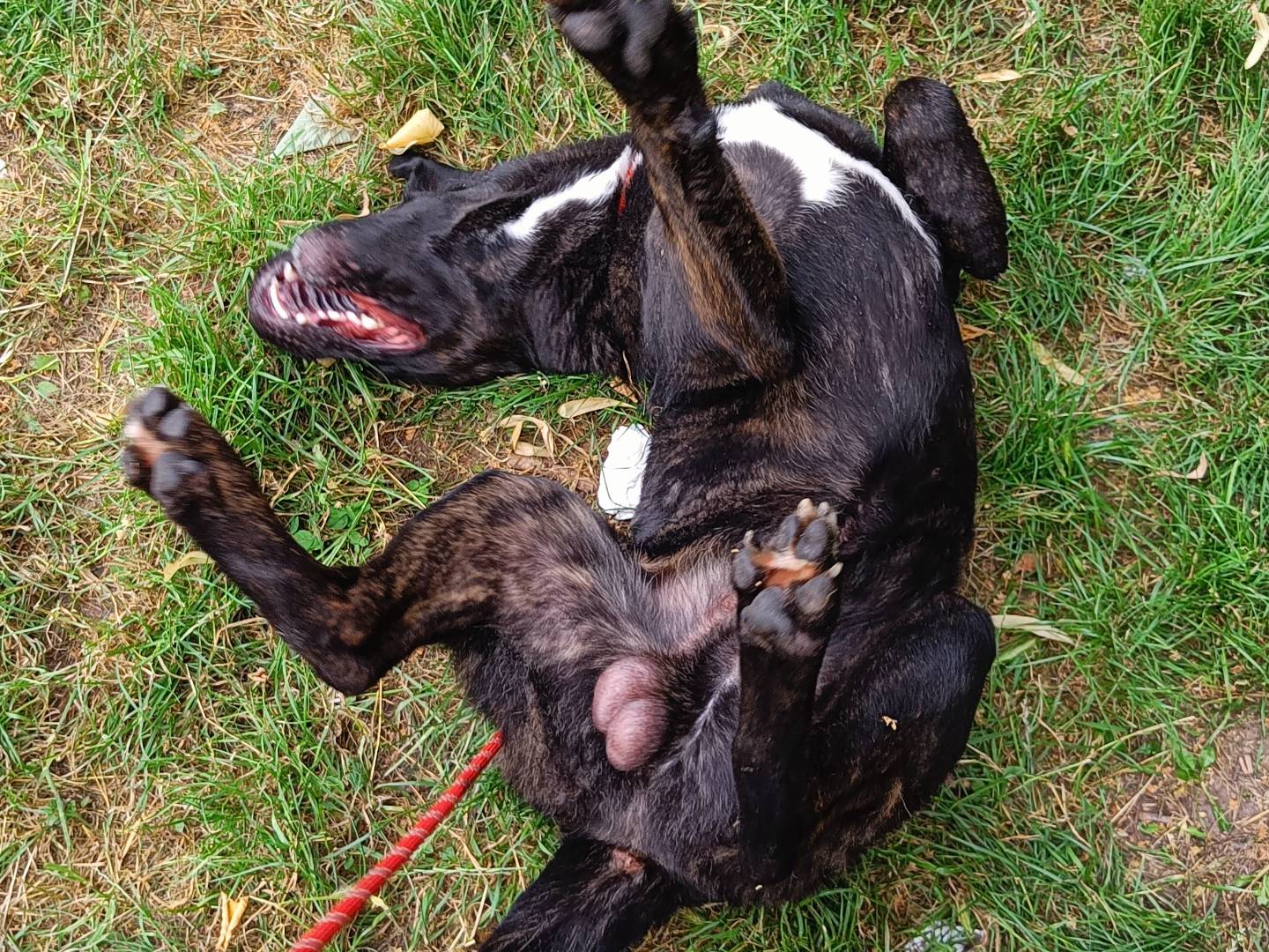 Adotta un cane, taglia grande, maschio, Milano