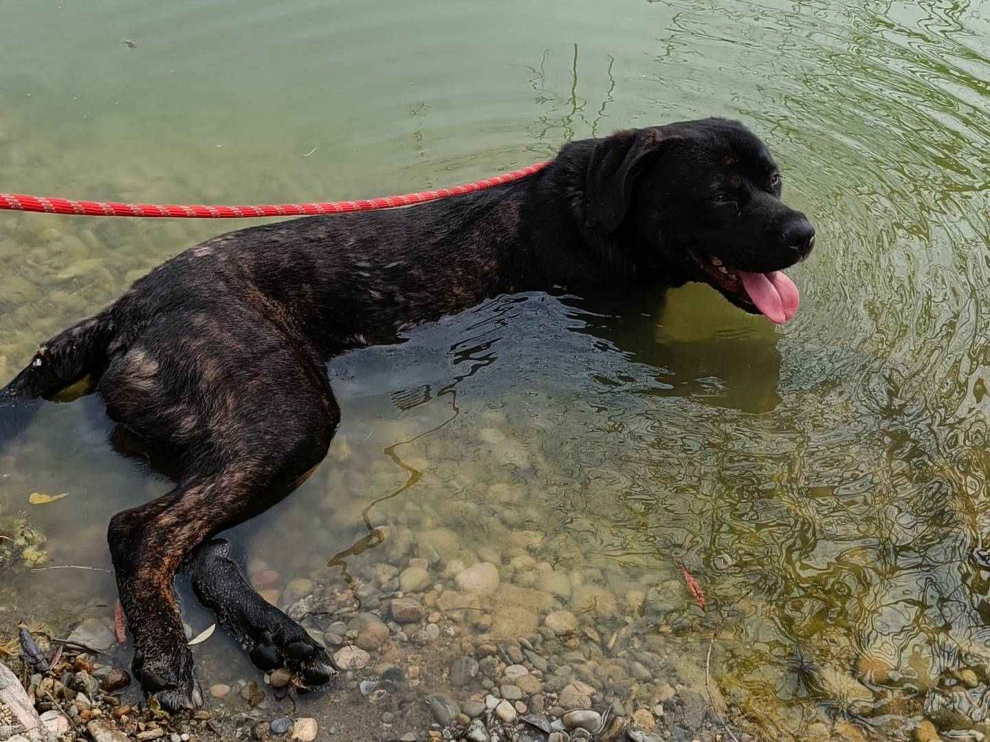 Vuoi adottare un cane a Milano?
