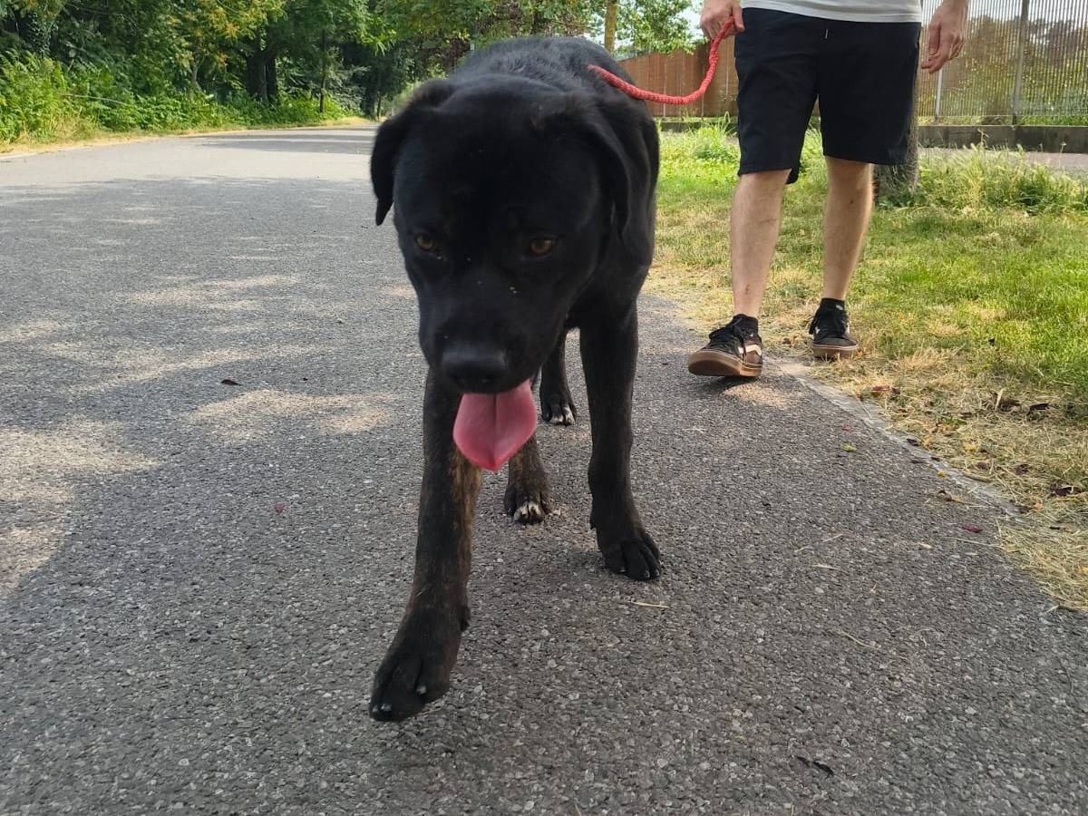 Adotta il cane Mac a Milano