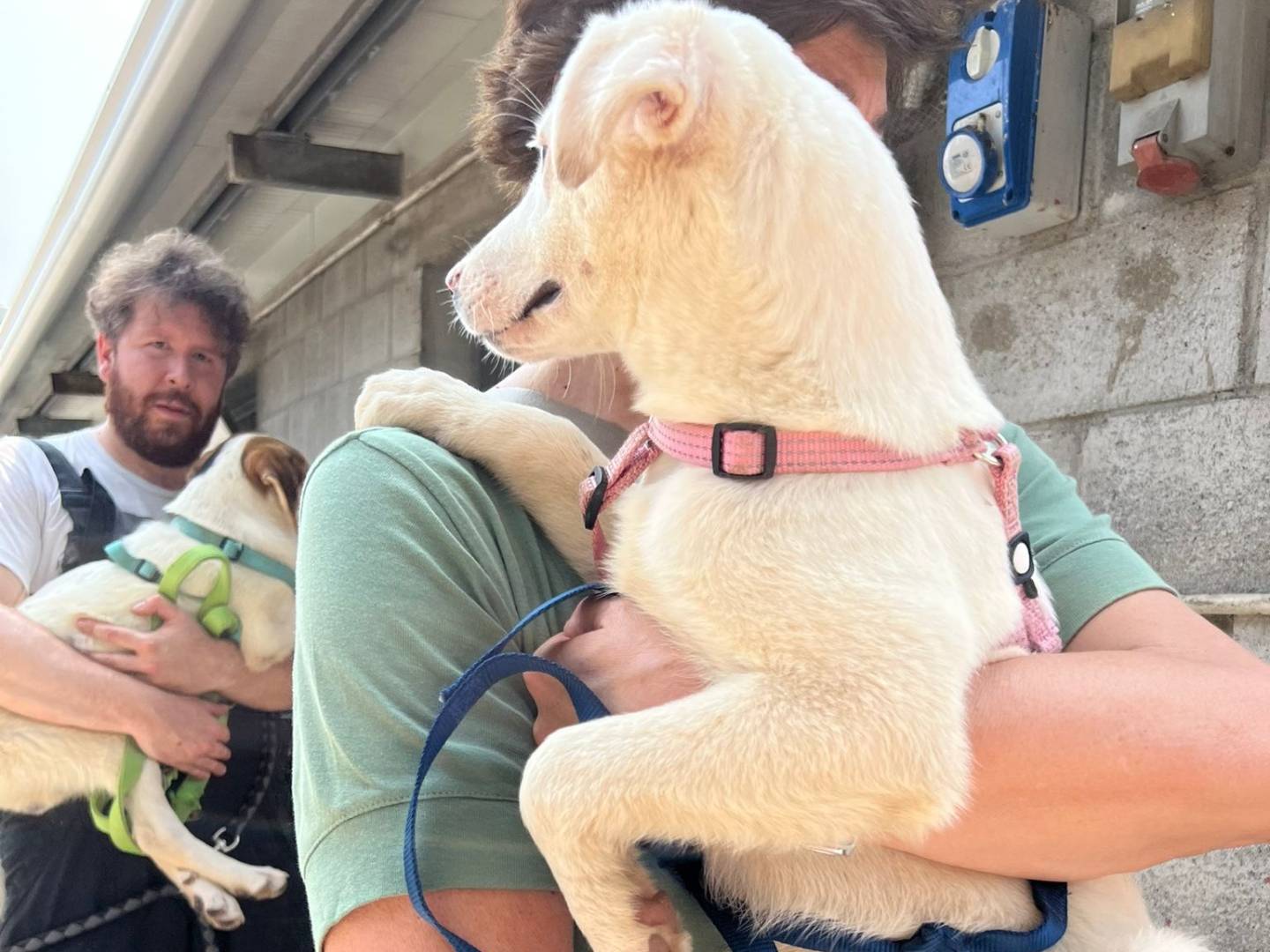 Adotta un cane, femmina, 5 mesi, Milano