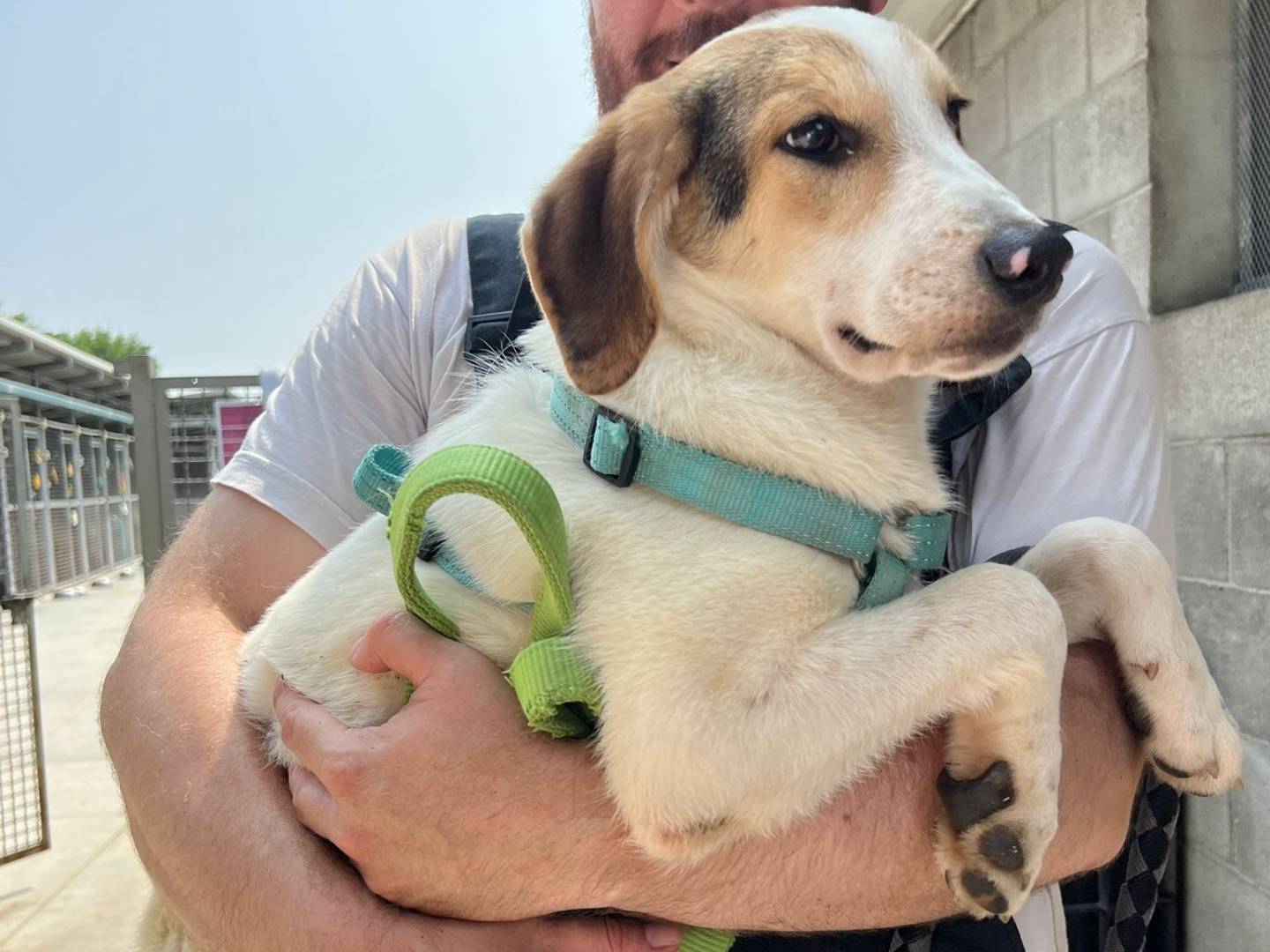 Adozione cane, maschio, Razza sconosciuta Razza sconosciuta, 7 mesi, taglia media, Milano