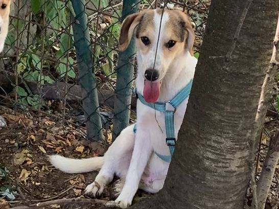 Adotta un cane, maschio, 7 mesi, Milano