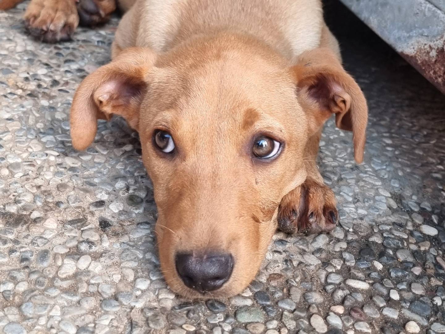 Foto dell'animale