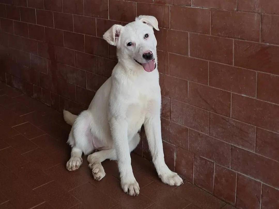 Adotta un cane, taglia media, femmina, Milano