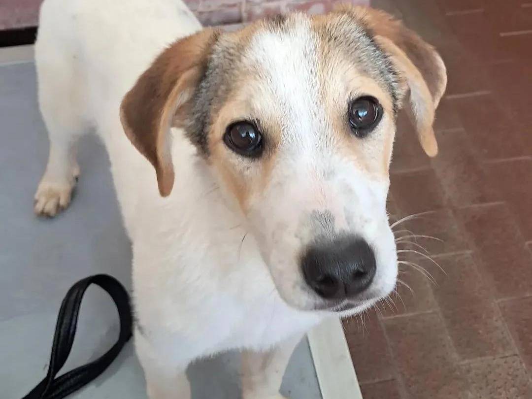 Vuoi adottare un cane a Milano?