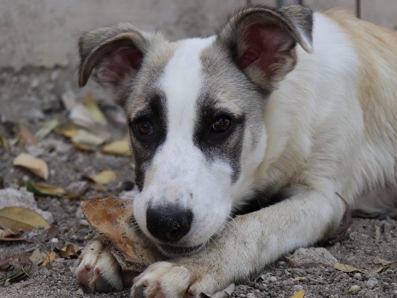 Adotta un cane, taglia media, femmina, Sud