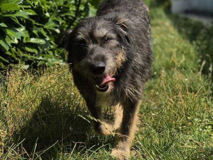 Adotta un cane, maschio, 2 anni  e 11 mesi , Monza