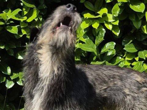 Adotta il cane Silver a Monza