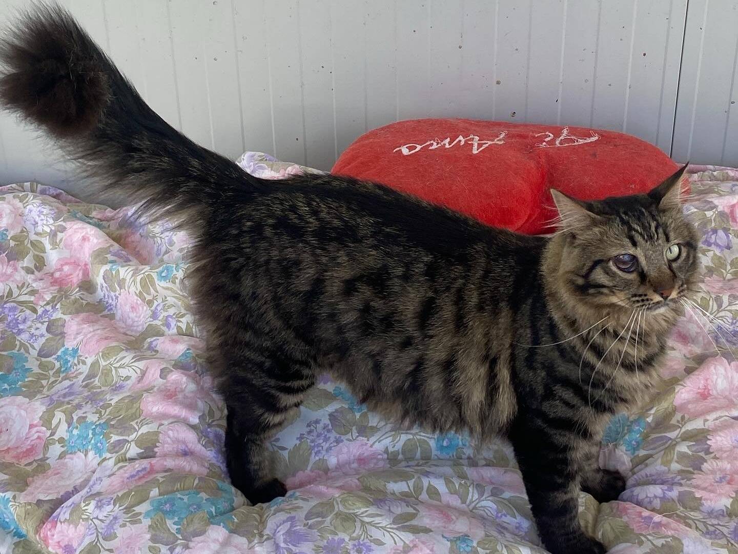 Vuoi adottare un gatto a Latina?