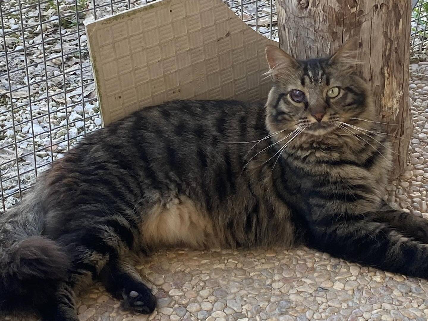 Adotta il gatto Maine a Latina