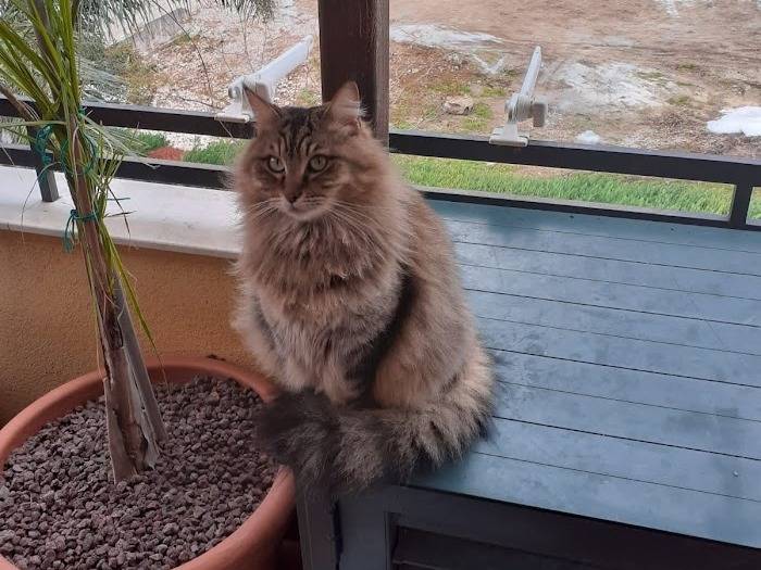 Adotta un gatto, maschio, 6 anni  e 9 mesi , Palermo