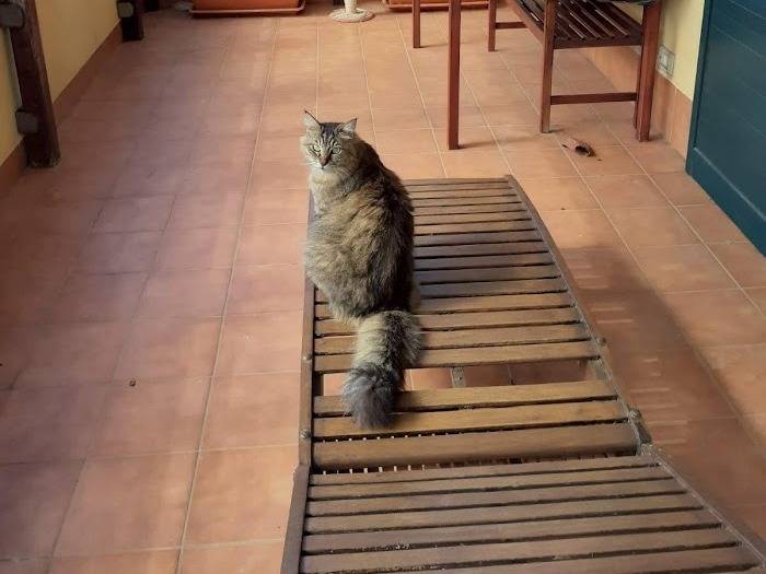 Foto 3 dell'animale