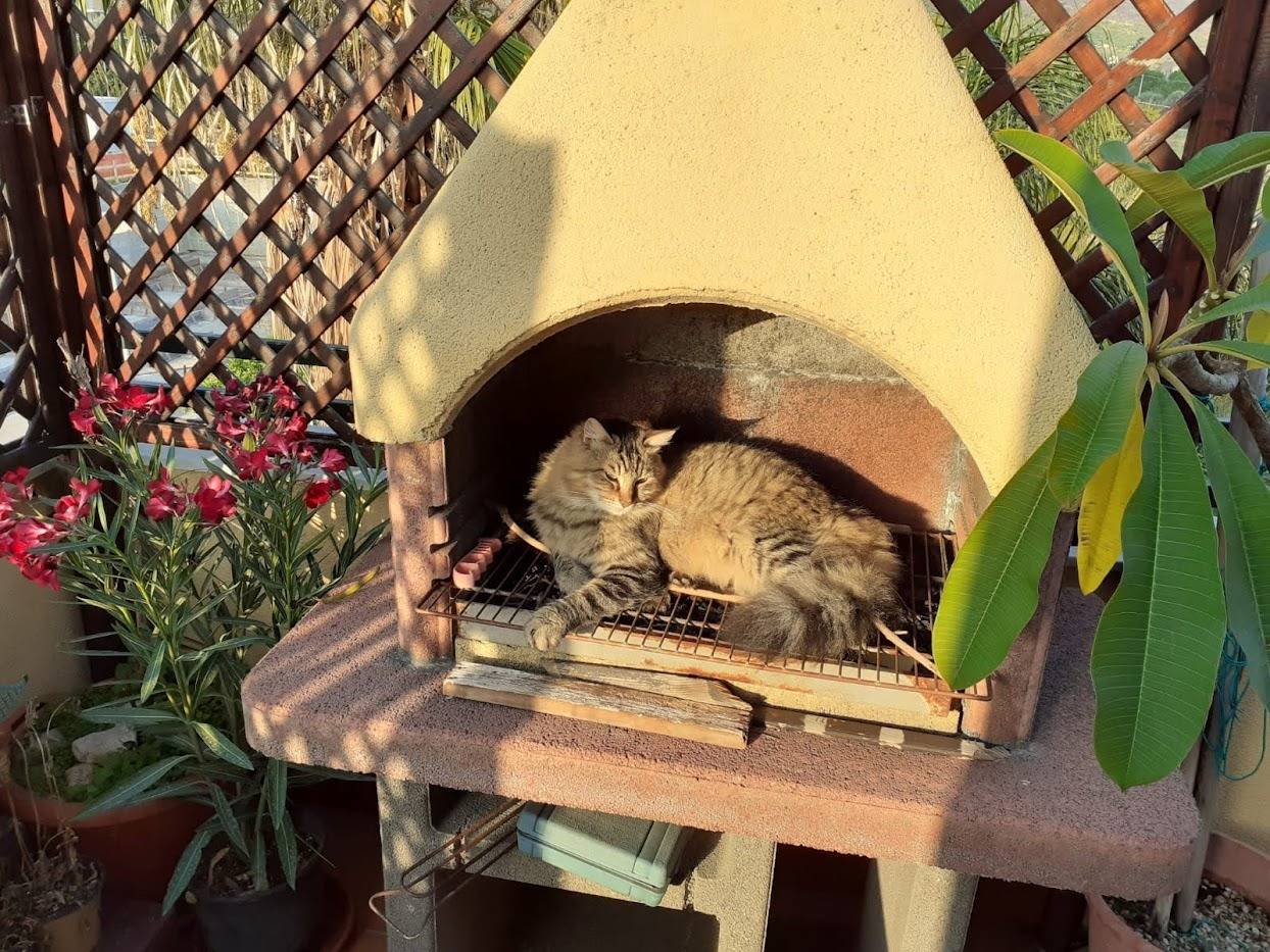 Vuoi adottare un gatto a Palermo?