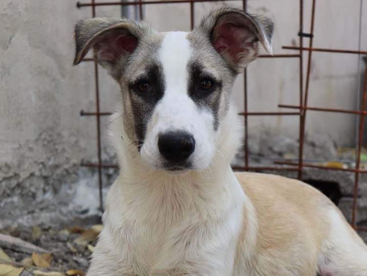 Adozione cane, femmina, Razza sconosciuta Razza sconosciuta, 8 mesi, taglia media, Sud