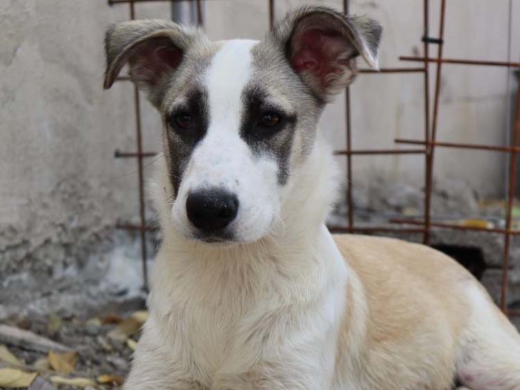 Adotta un cane, femmina, 8 mesi, Sud
